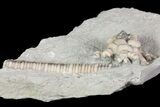 Bargain Hylodecrinus Crinoid Fossil - Crawfordsville, Indiana #68478-3